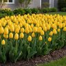 Tulipa Bulb Darwin Hybrid Novi Sun Tulip
