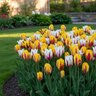 Tulipa Bulb Single Late Rembrandt Mixture Tulip