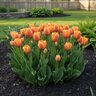 Tulipa Bulb Triumph Brown Sugar Tulip