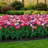 Tulipa Bulb Triumph Changing Colors Mixture Tulip