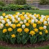 Tulipa Bulb Triumph Follow The Sun Mixture Tulip