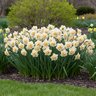 Narcissus Bulb Double Delnashaugh Daffodil