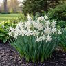 Narcissus Bulb Miniature Thalia Rockgarden Daffodil