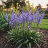 Hyacinthoides Bulb Hispanica Spanish Bluebells