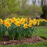 Narcissus Bulb Small Cup Red Devon Daffodil