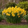 Narcissus Bulb Bunch Flowering Martinette Daffodil