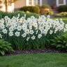 Narcissus Bulb Small Cup Actaea Daffodil