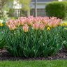 Tulipa Bulb Viridiflora Greenland Tulip