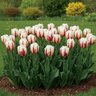 Tulipa Bulb Triumph Carnaval De Rio Tulip