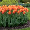 Tulipa Bulb Darwin Hybrid Beauty of Apeldoorn Tulip