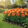 Tulipa Bulb Double Late Orange Princess Tulip
