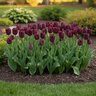 Tulipa Bulb Lily Flowered Burgundy Tulip