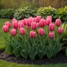 Tulipa Bulb Darwin Hybrid Pink Impression Tulip