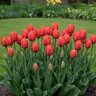Tulipa Bulb Darwin Hybrid Apeldoorn Tulip
