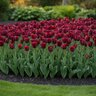 Tulipa Bulb Triumph Jan Reus Tulip