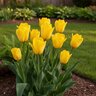 Tulipa Bulb Triumph Strong Gold Tulip