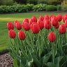 Tulipa Bulb Darwin Hybrid Red Impression Tulip