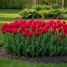 Tulipa Bulb Triumph Ile De France Tulip