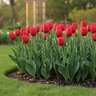 Tulipa Bulb Single Late Kingsblood Tulip