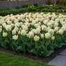 Tulipa Bulb Parrot Super Parrot Tulip