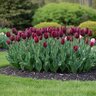 Tulipa Bulb Triumph Ronaldo Tulip