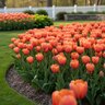 Tulipa Bulb Darwin Hybrid Apricot Impression Tulip