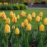 Tulipa Bulb Single Late World Expression Tulip