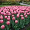 Tulipa Bulb Darwin Hybrid Design Impression Tulip