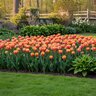 Tulipa Bulb Double Late Gudoshnik Tulip