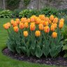 Tulipa Bulb Darwin Hybrid Blushing Apeldoorn Tulip