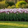 Tulipa Bulb Triumph Flaming Flag Tulip