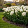 Tulipa Bulb Double Late Finola Tulip