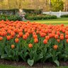Tulipa Bulb Darwin Hybrid Ad Rem Tulip