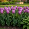 Tulipa Bulb Single Late Alibi Tulip