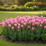 Tulipa Bulb Triumph Grander's Rhapsody Tulip