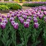 Tulipa Bulb Fringed Blue Heron Tulip