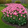 Tulipa Bulb Triumph Mistress Tulip