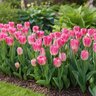 Tulipa Bulb Triumph Dynasty Tulip