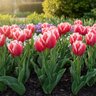 Tulipa Bulb Triumph Hemisphere Tulip