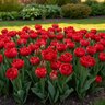 Tulipa Bulb Double Mid Miranda Tulip
