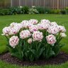 Tulipa Bulb Double Late Carnival De Nice Tulip
