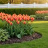 Tulipa Bulb Darwin Hybrid Apeldoorn Elite Tulip