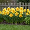 Narcissus Bulb Double Tahiti Daffodil