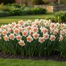 Narcissus Bulb Double Replete Daffodil