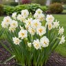Narcissus Bulb Bunch Flowering Sir Winston Churchill Daffodil