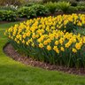 Narcissus Bulb Trumpet Dutch Master Daffodil