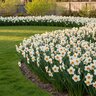 Narcissus Bulb Small Cup Barrett Browning Daffodil