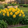Narcissus Bulb Double Golden Ducat Daffodil