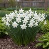 Narcissus Bulb Bunch Flowering Pueblo Daffodil