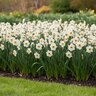 Narcissus Bulb Bunch Flowering Geranium Daffodil